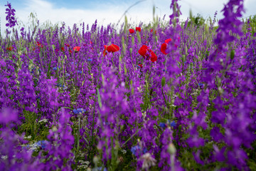 Fototapeta premium Fields of blooming delphiniums, poppys and bluets. Fields and hills are covered with a carpet of wild flowers. Summer 2019, Eastern Georgia, near the town of Gori. Sunset