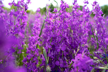 Obraz premium Fields of blooming delphiniums, poppys and bluets. Fields and hills are covered with a carpet of wild flowers. Summer 2019, Eastern Georgia, near the town of Gori. Sunset