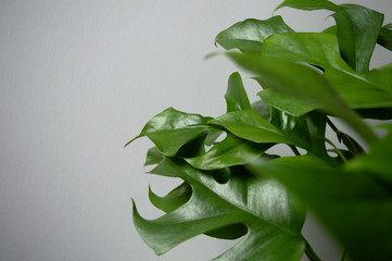 Mini Monstera minima, Philodendron Ginny, Piccolo (Rhaphidophora tetrasperma). Exotic house plant on white background close-up © Agata