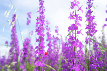 Fields of blooming delphiniums, poppys and bluets. Fields and hills are covered with a carpet of wild flowers. Summer 2019, Eastern Georgia, near the town of Gori. Sunset