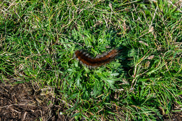 Fox moth caterpillar in Tintagle Cornwall England