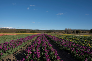 Fototapeta na wymiar Scene view of field of tulips against clear sky in Trevelin, Patagonia, Argentina