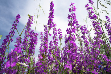 Naklejka premium Fields of blooming delphiniums, poppys and bluets. Fields and hills are covered with a carpet of wild flowers. Summer 2019, Eastern Georgia, near the town of Gori. Sunset