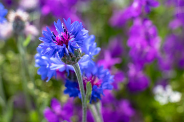 Obraz premium Fields of blooming delphiniums, poppys and bluets. Fields and hills are covered with a carpet of wild flowers. Summer 2019, Eastern Georgia, near the town of Gori. Sunset