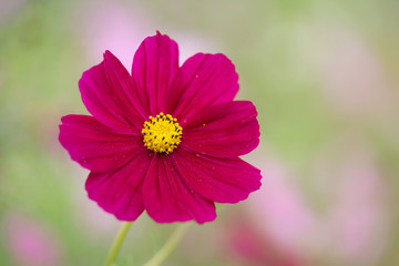 濃赤のコスモス