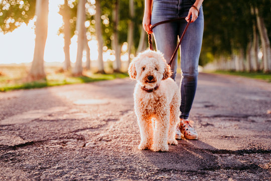 beautiful caucasian woman walking with her cute brown poodle on the road. Pets and lifestyle outdoors