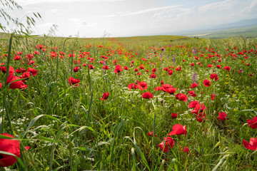Fields of blooming poppy. Fields and hills are covered with a carpet of wild flowers. Summer 2019, Eastern Georgia, near the town of Gori. Sunset.