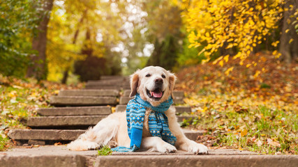 Adorable young golden retriever puppy dog wearing blue scarf sitting on concrete stairs near fallen...