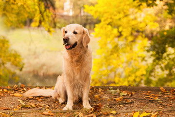 Adorable young golden retriever puppy dog sitting near fallen yellow leaves. Autumn in city  park. Horizontal, copy space. Pets care concept.