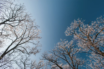 Winter scenery in the city park, with trees covered in snow and profiled on blue sky, on a sunny day