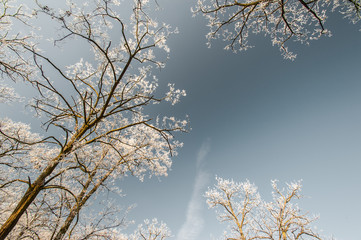 Winter scenery in the city park, with trees covered in snow and profiled on blue sky, on a sunny day
