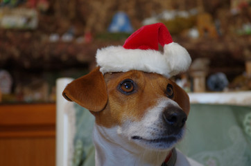 Christmas of my little friend Jack Russell with Santa Claus wishes for a Merry Christmas