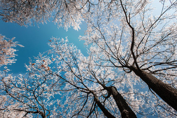 Winter scenery in the city park, with trees covered in snow and profiled on blue sky, on a sunny day