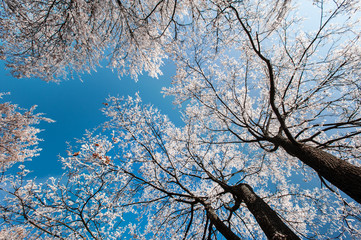 Winter scenery in the city park, with trees covered in snow and profiled on blue sky, on a sunny day