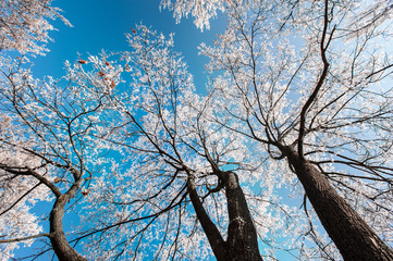 Winter scenery in the city park, with trees covered in snow and profiled on blue sky, on a sunny day