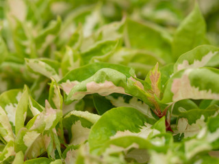 green leaves on soft focus for background