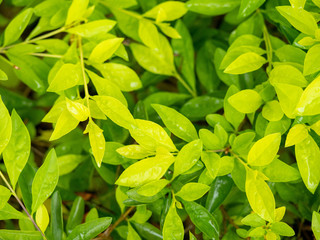 green leaves on soft focus for background