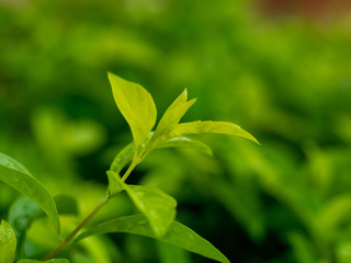 green leaves on soft focus for background