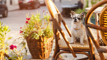 Cute chihuahua young dog in outdoors cafe with chairs and green plants and flowers in pots in old city downtown. Summer morning solar bright effect. Pets friendly vacations travel concept.