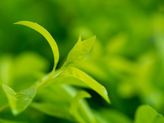 green leaves on soft focus for background
