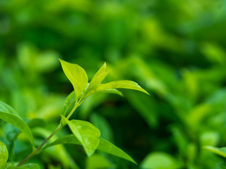 Fototapeta premium green leaves on soft focus for background