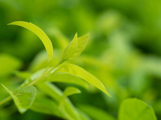 green leaves on soft focus for background