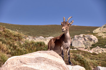 Alpine ibex or Capra pyrenaica on the summit of the mountain against stones in Sierra de Gredos...