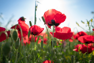 Fields of blooming poppy. Fields and hills are covered with a carpet of wild flowers. Summer 2019, Eastern Georgia, near the town of Gori. Sunset.