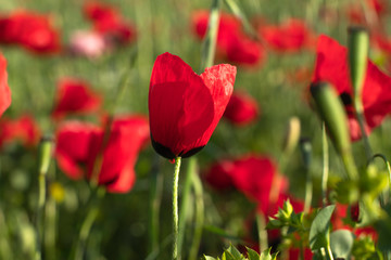 Obraz premium Fields of blooming poppy. Fields and hills are covered with a carpet of wild flowers. Summer 2019, Eastern Georgia, near the town of Gori. Sunset.