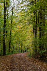 beautiful woodland in autumn time in Germany