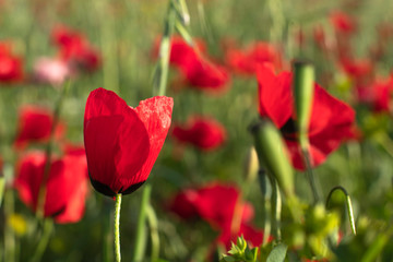 Fields of blooming poppy. Fields and hills are covered with a carpet of wild flowers. Summer 2019, Eastern Georgia, near the town of Gori. Sunset.