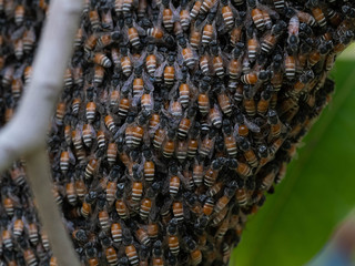 bees swarm on the tree