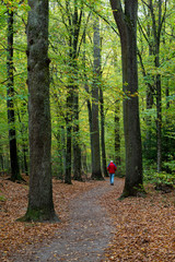 beautiful woodland in autumn time in Germany