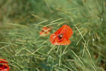 red poppies in the field