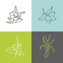 Fototapeta na wymiar Vector set design colorful templates logo and emblems - organic herbs and teas. Different teas icon- sea buctorn, lemongrass, rosehip and mint.