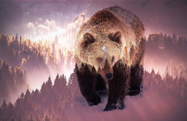 double exposure of brown bear and pine forest - save our forests and wildlife, fight global warming