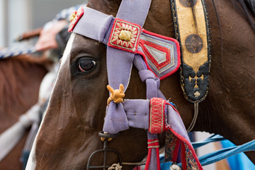 馬具を付けた馬