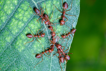 Group red ant catch one red ant on leaf in nature