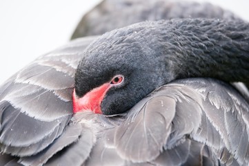 close up of a sleepy black swan © andreac77