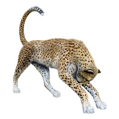 3D Rendering Big Cat Cheetah on White