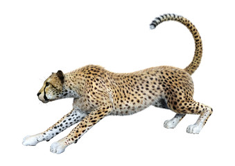 3D Rendering Big Cat Cheetah on White