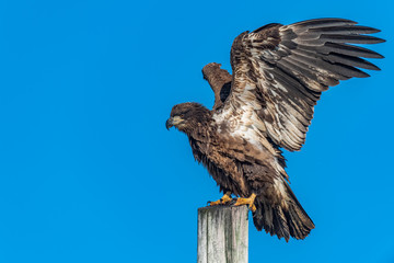 Tillie the juvenile American Bald Eagle of Asbury Park.