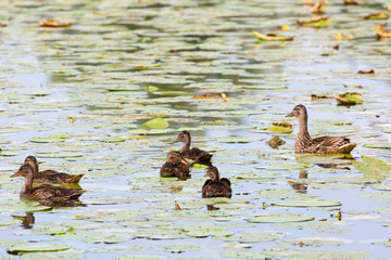 A flock of ducks floating in the water