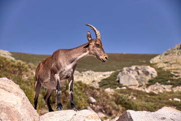 Alpine ibex or Capra pyrenaica on the summit of the mountain against blue sky in Sierra de Gredos...