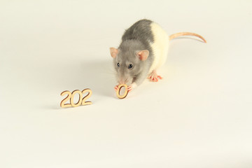 2020 new year of the rat, mouse on the Chinese calendar
