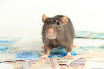 2020 new year of the rat, mouse on the Chinese calendar