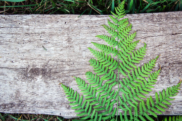 Naklejka premium fern leaves on an old wood background with furrows.