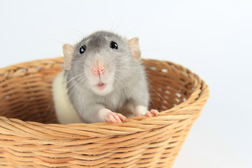 A cute gray mouse sits in a wicker basket and looks calmly at a white background. Copyspace.