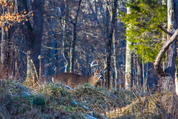 Buck with rack in woods