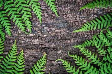 fern leaves on an old wood background with furrows.